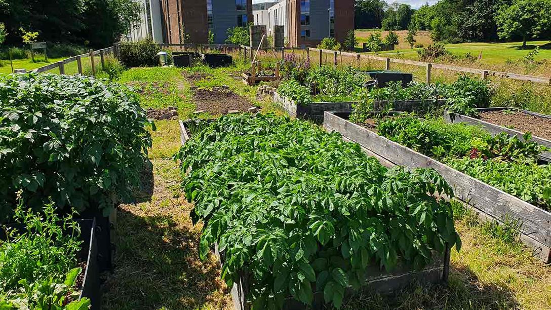 Our allotment on the Edinburgh Campus Edinburgh campus allotment