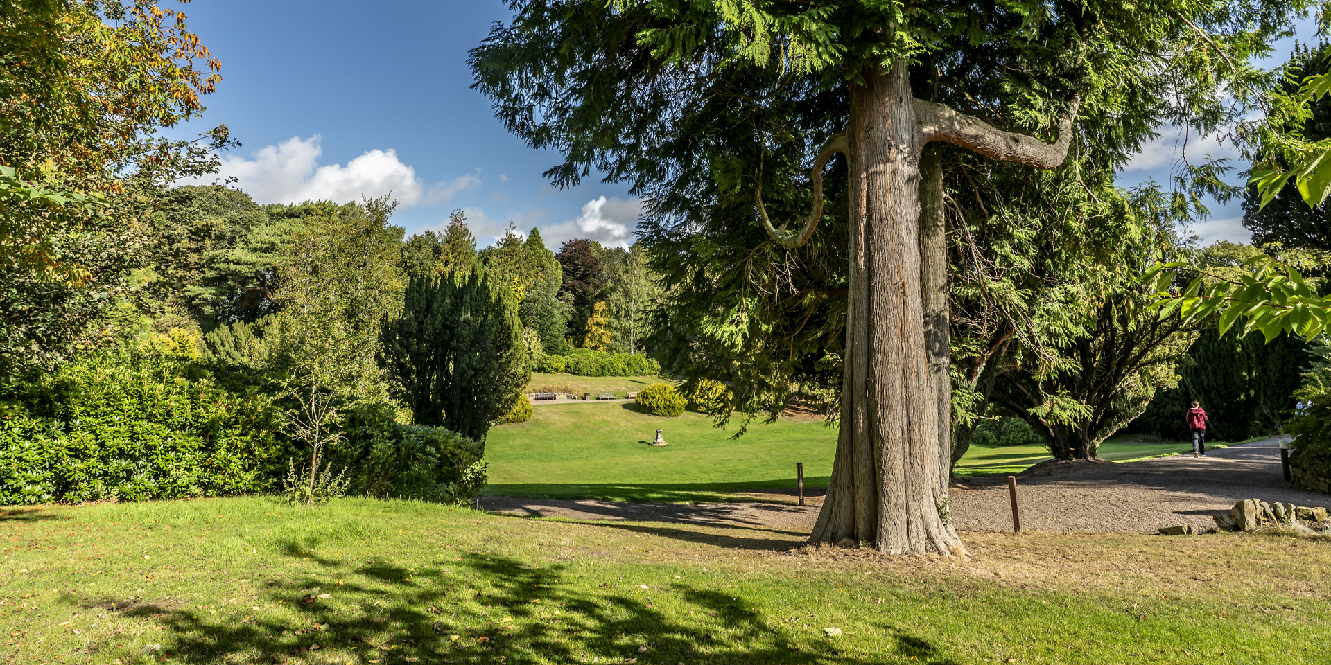 A student walking along the path overlooking the lawn under towering trees and a clear blue sky.