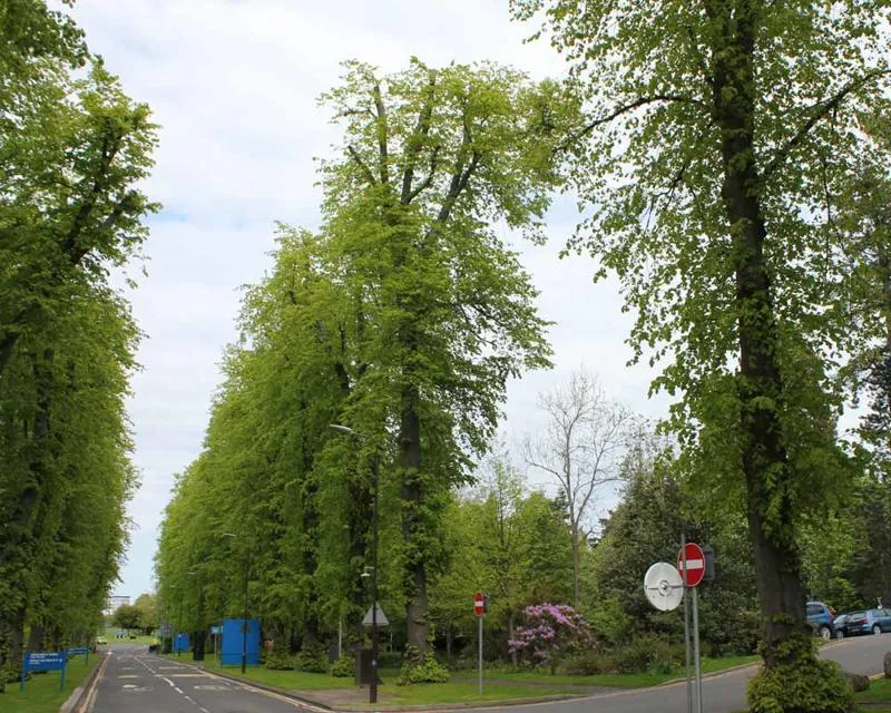 Tall trees beside road entrance