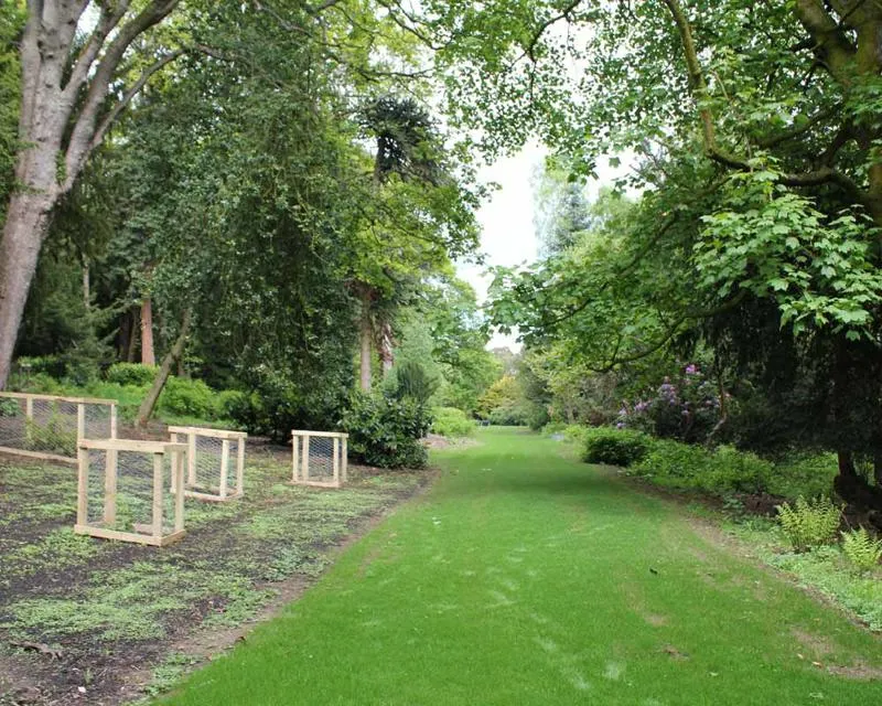 Grass path under tall trees