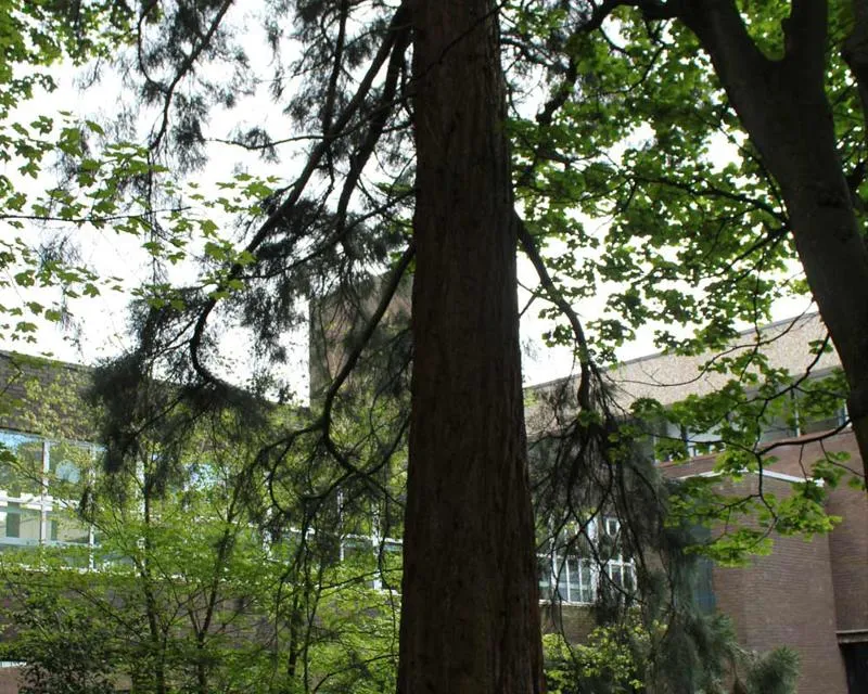 Sequoiadendron giganteum