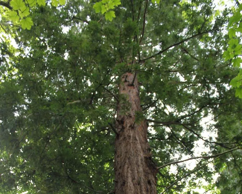 Sequoia sempervirens