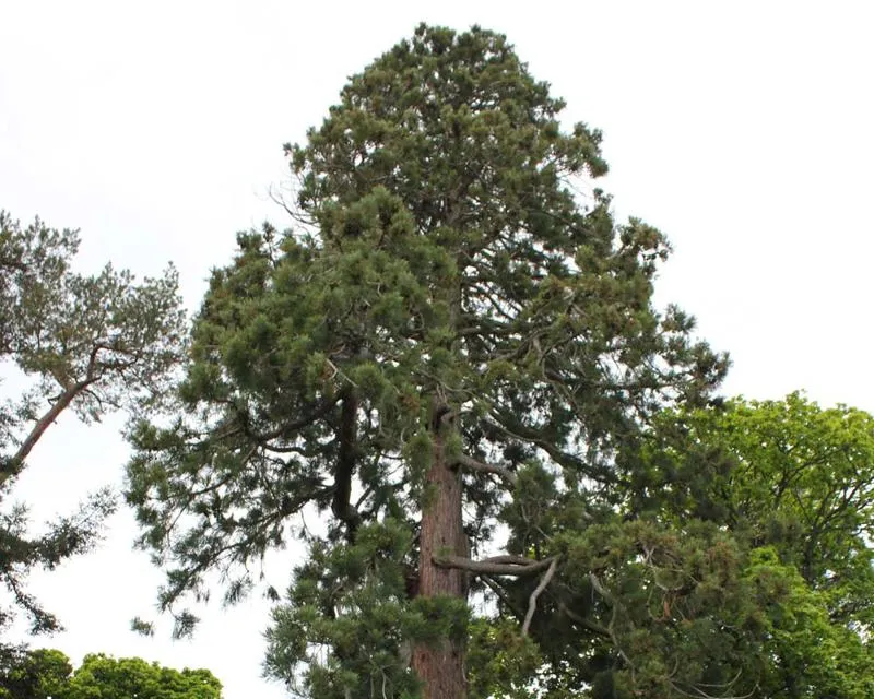 Sequoia sempervirens