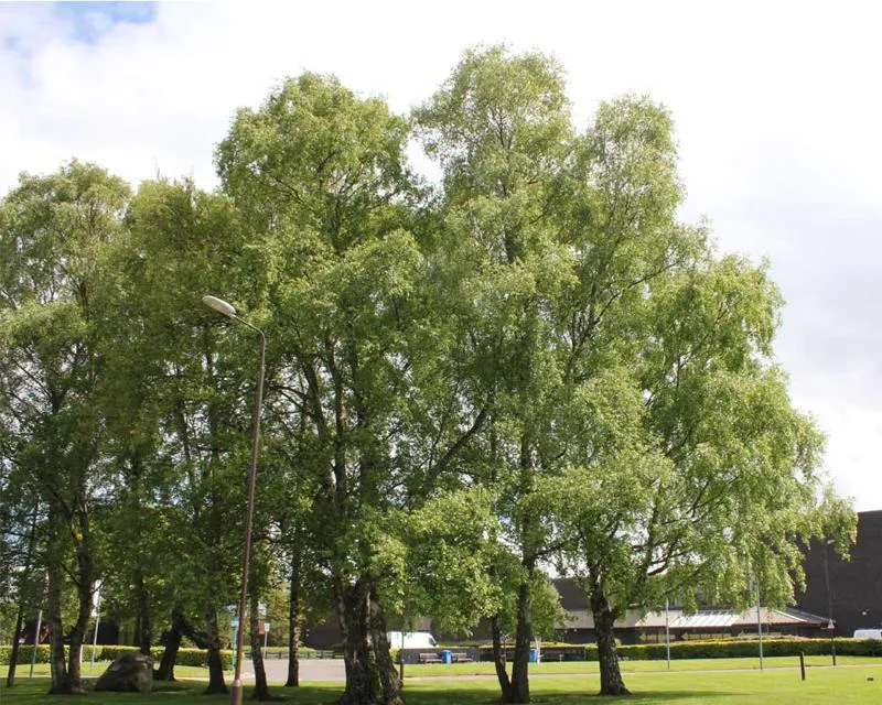 Betula pendula