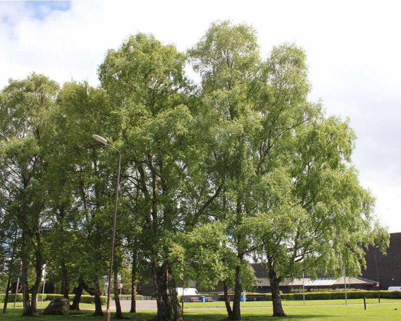 Commonly known as Silver Birch, these trees sit across from main reception Betula pendula