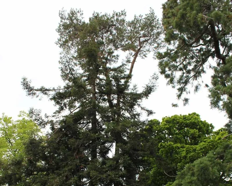 Sequoiadendron giganteum