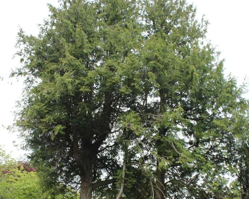 Thuja plicata