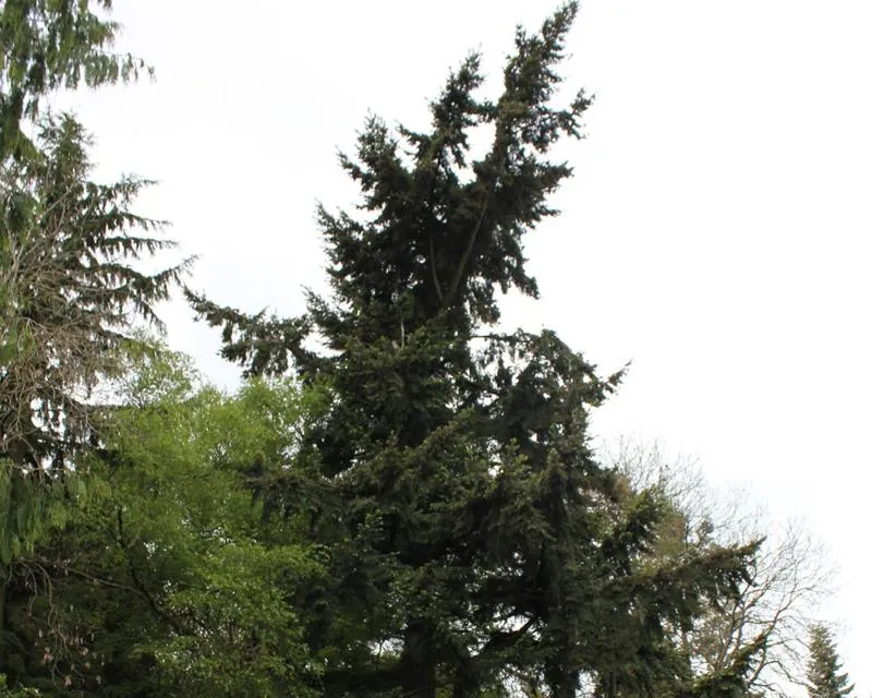 Pseudotsuga menziesii