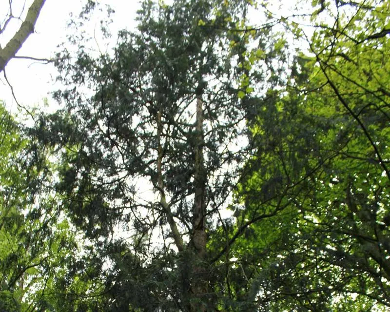 Chamaecyparis pisifera