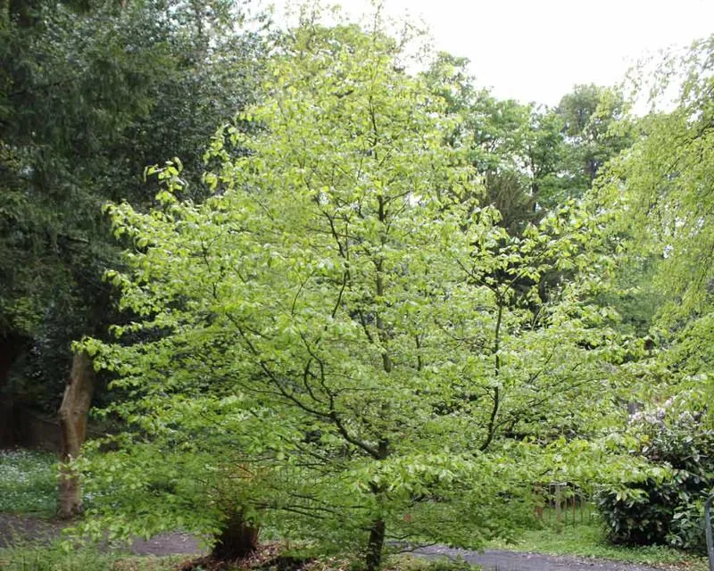 Fagus sylvatica