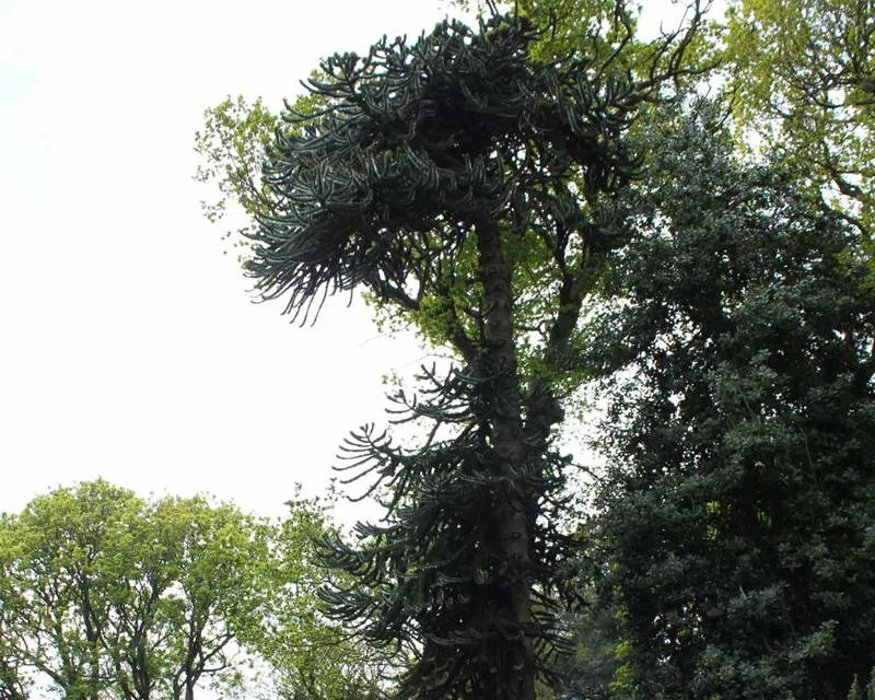 Araucaria araucana