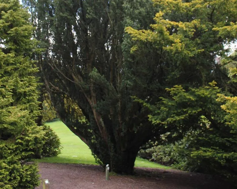 Taxus baccata fastigiata