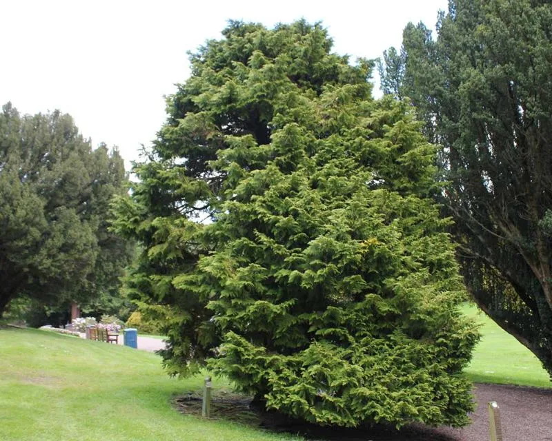 Chamaecyparis lawsoniana 'nana'