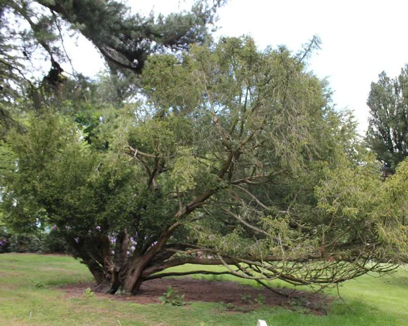 Taxus baccata adpressa