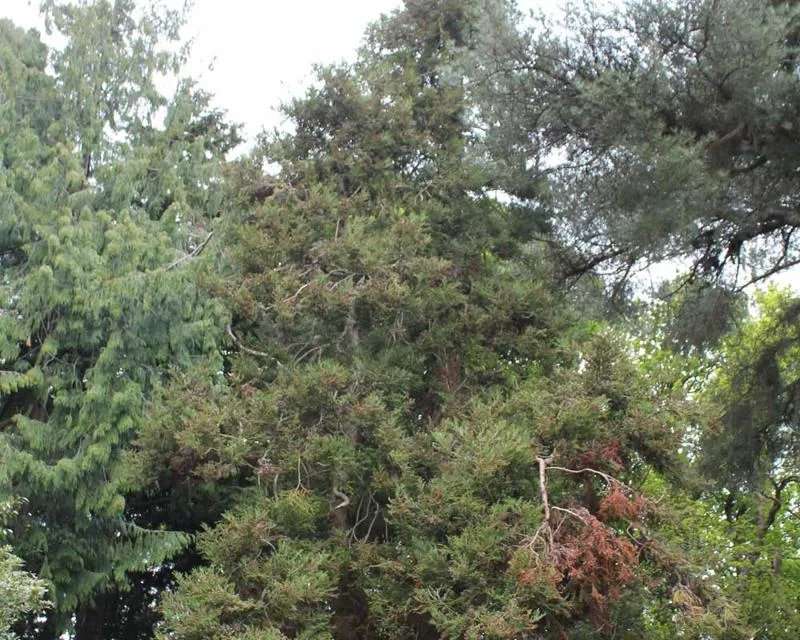 Cryptomeria japonica sinensis