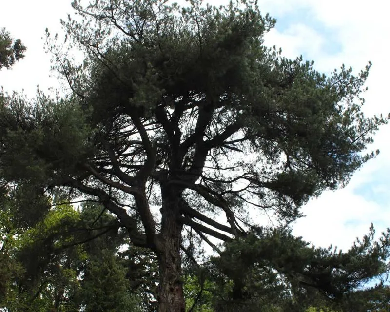 Pinus nigra maritima