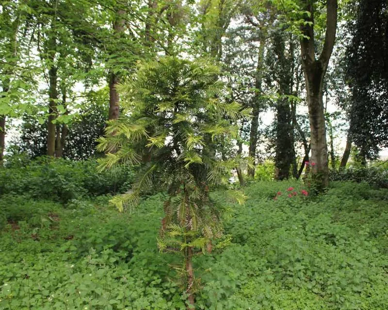 This pine was planted in 2010 Wollemia nobilis