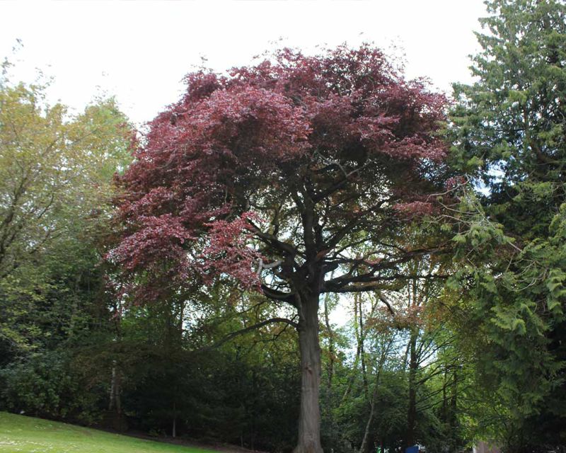 Fagus sylvatica purpurea