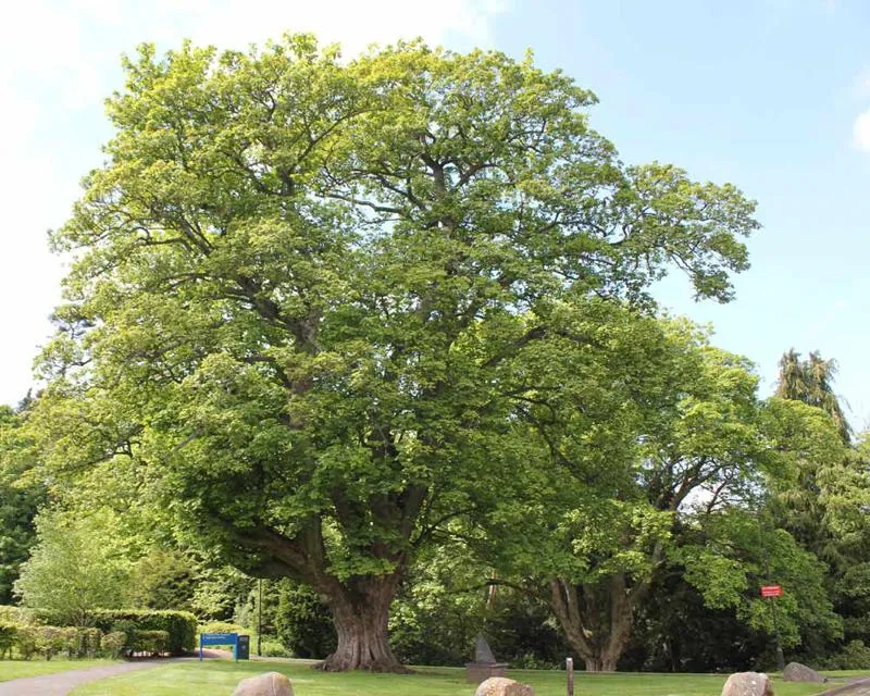 Acer pseudoplatanus