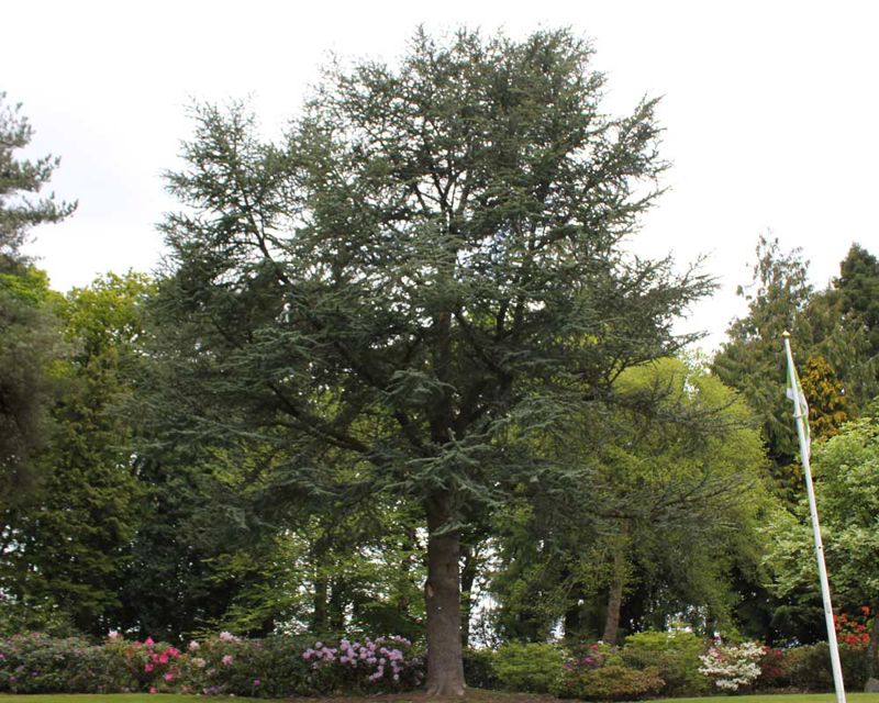 Cedrus atlantica glauca
