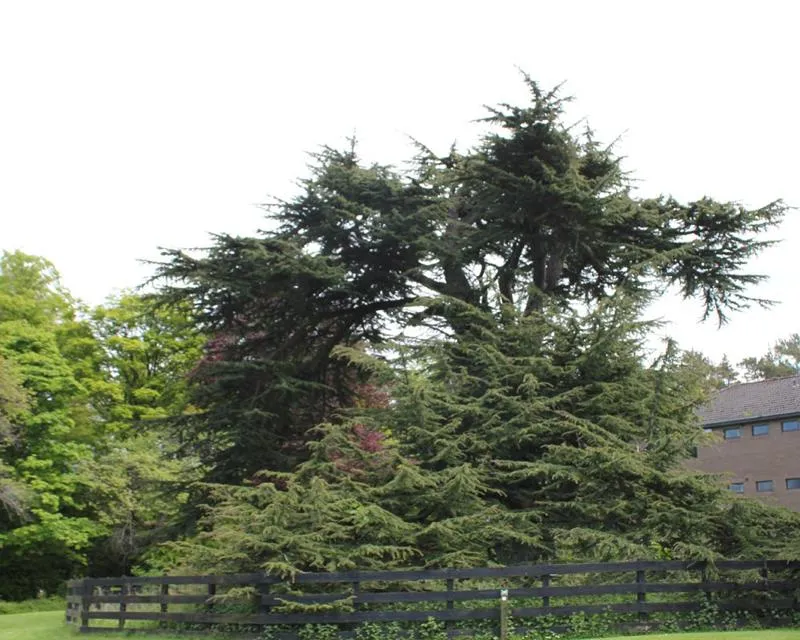Cedrus libani