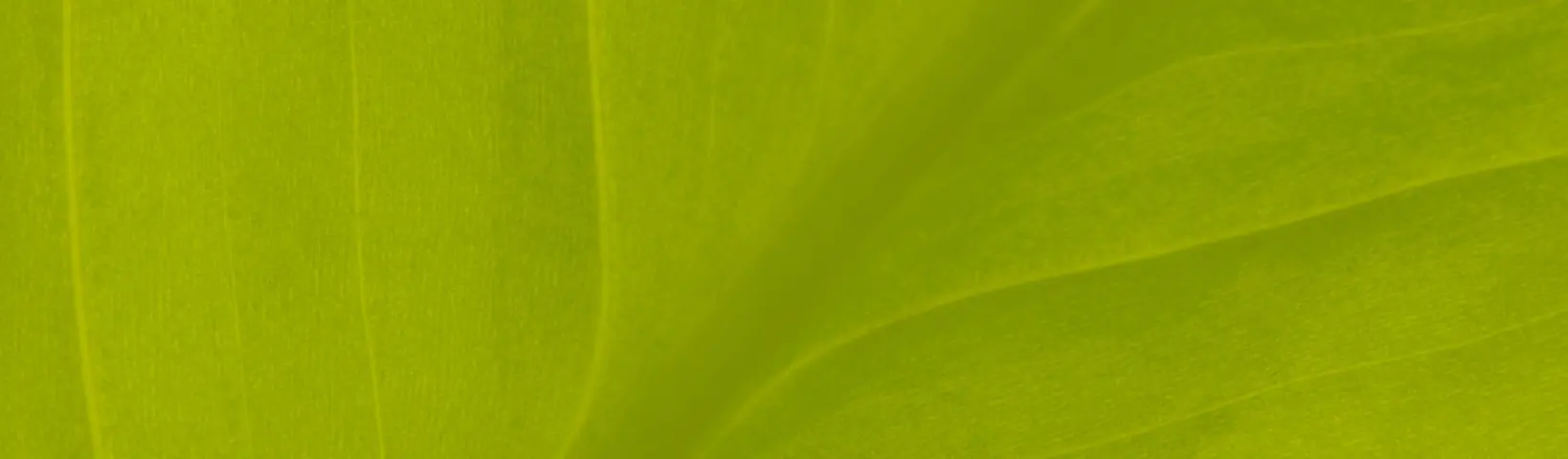 Net Zero - green leaf