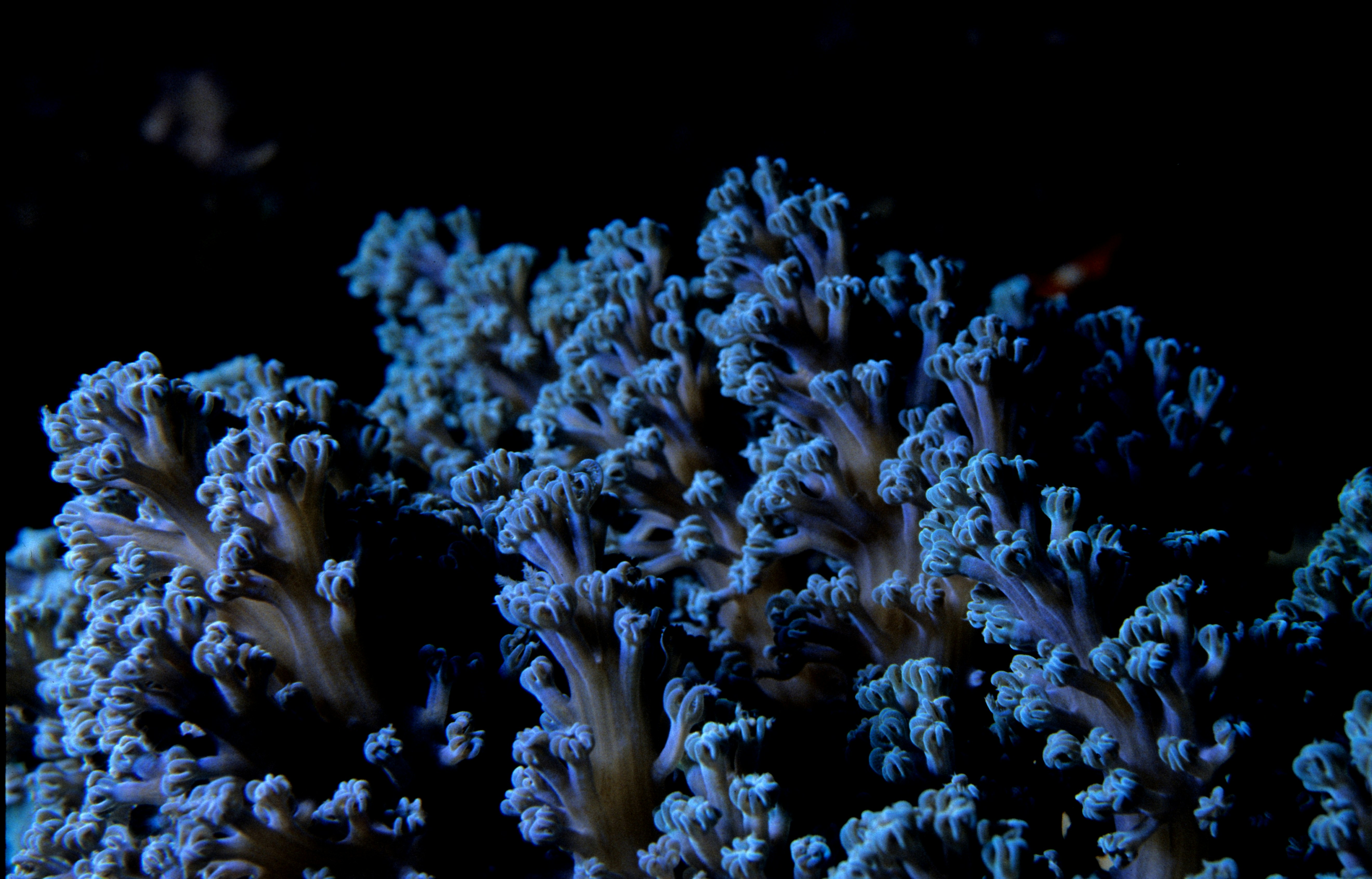 Coral