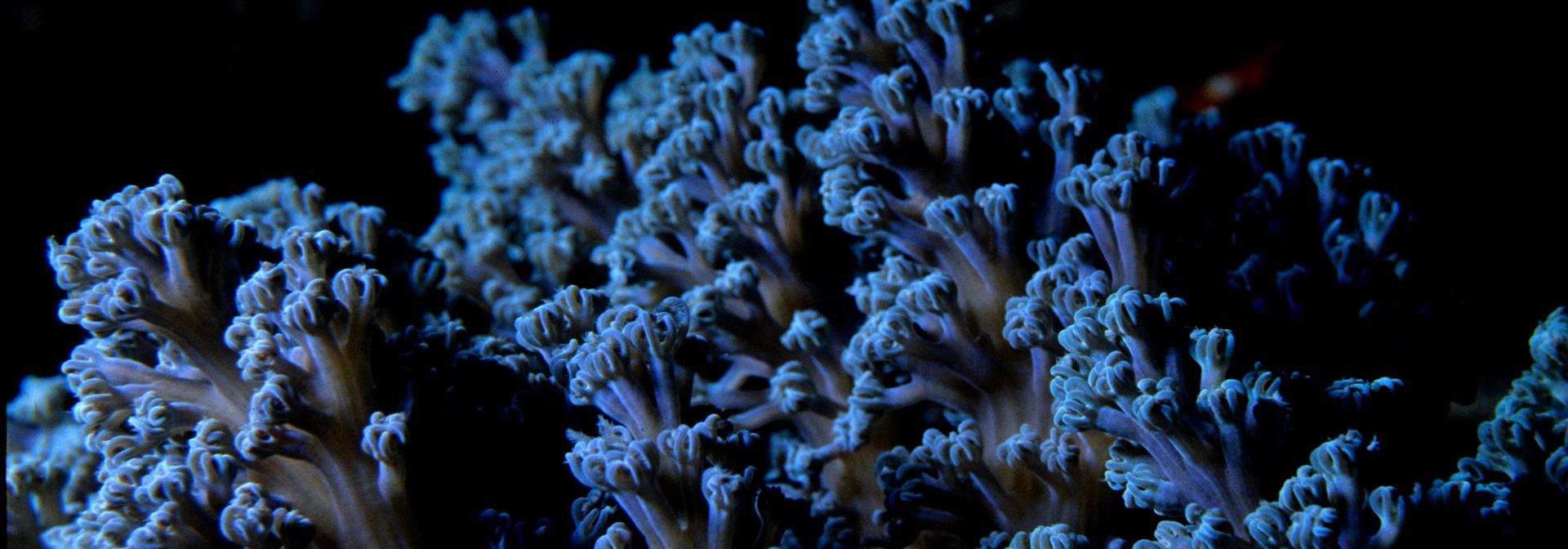 Coral