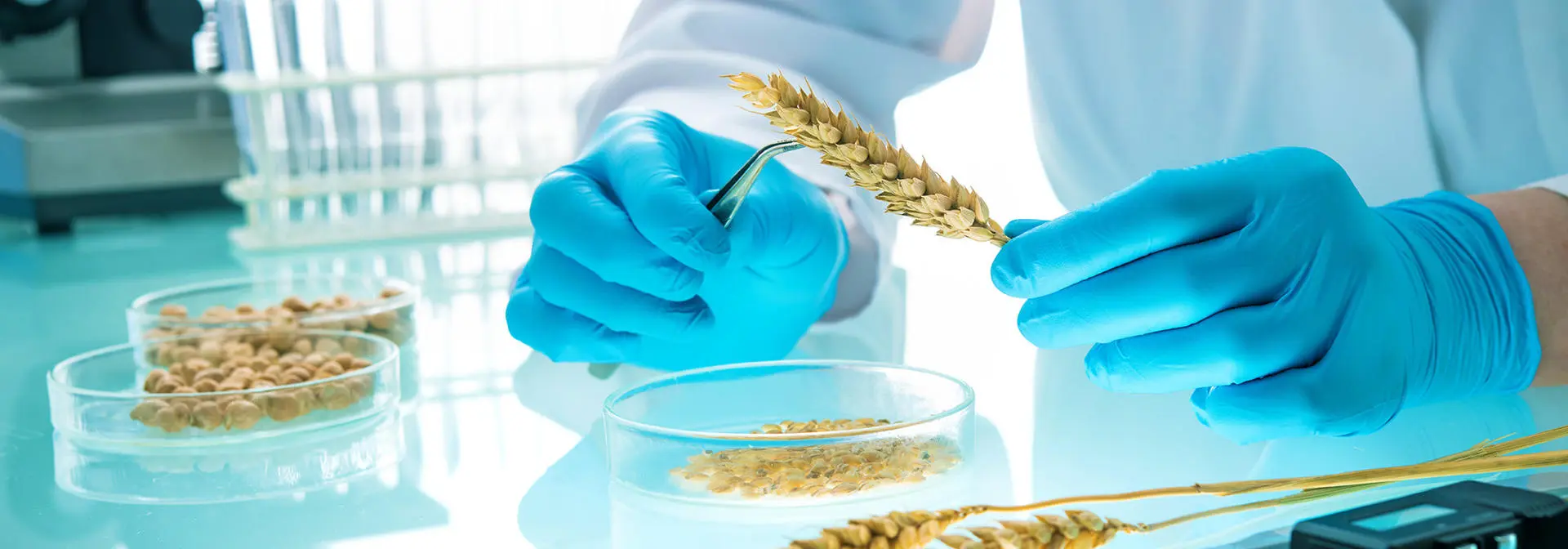 Research analysing agricultural grains and legumes in a laboratory.