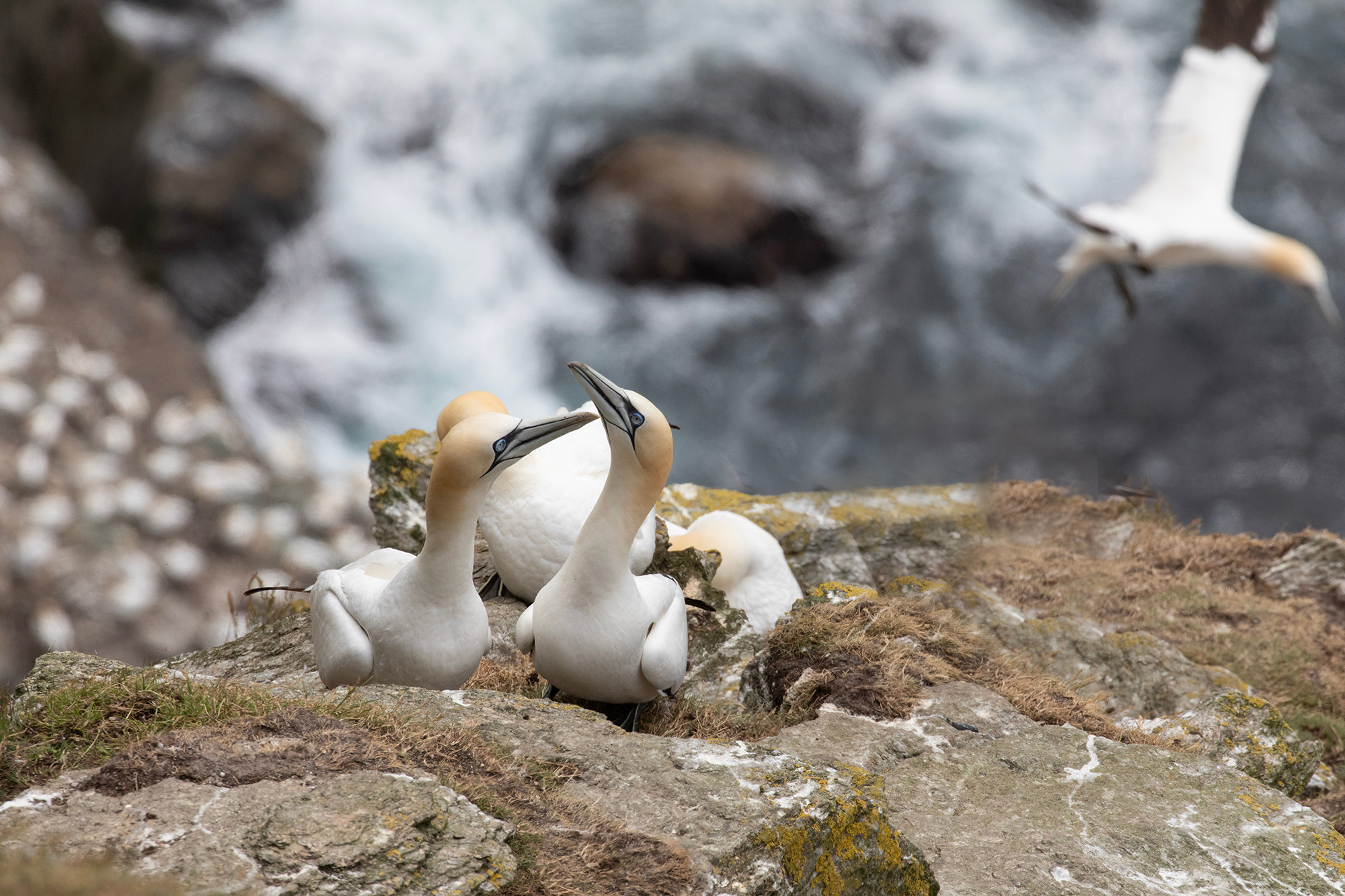 egis-iles-institute-banner