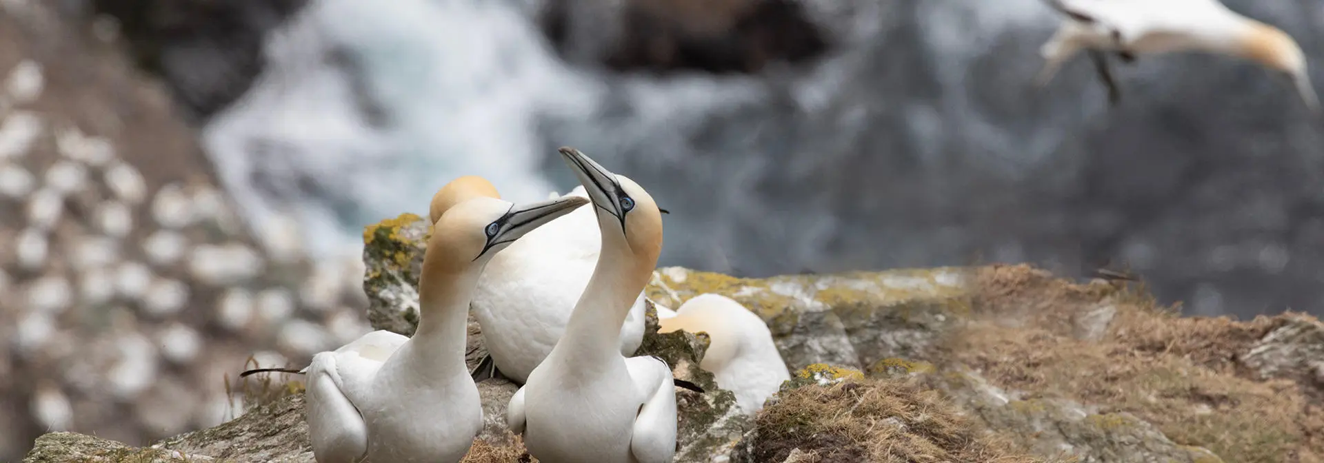 egis-iles-institute-banner