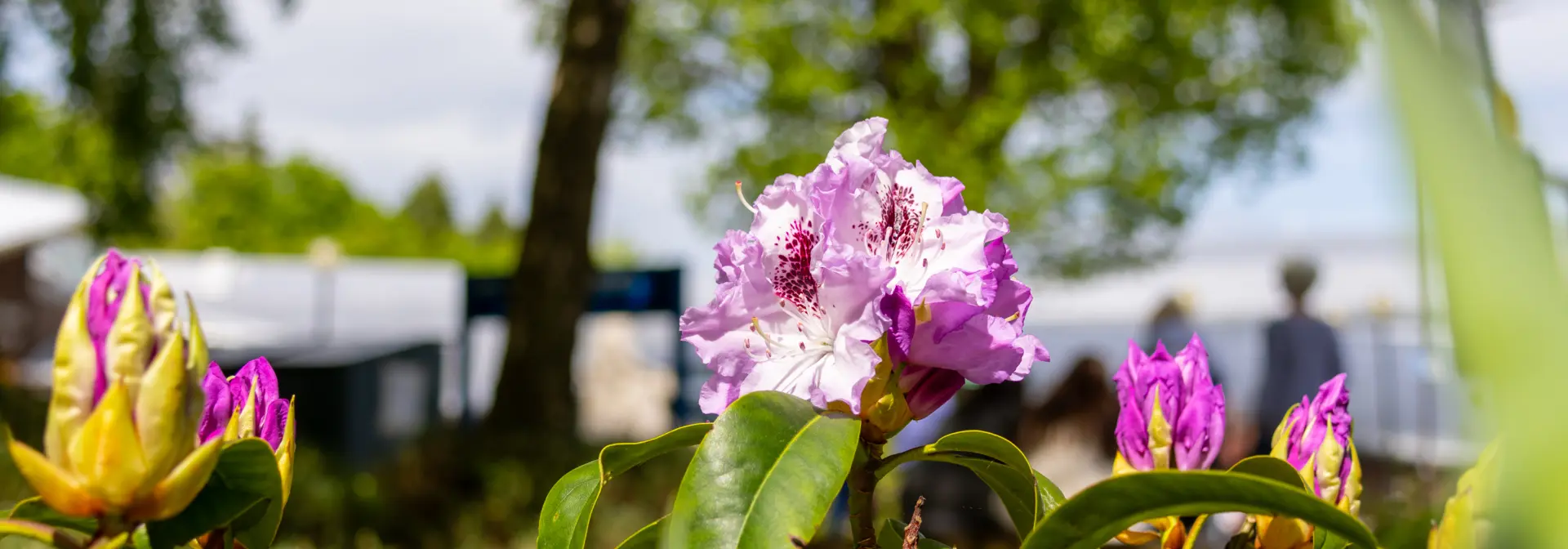 Pink flower in bloom outside on a sunny day.