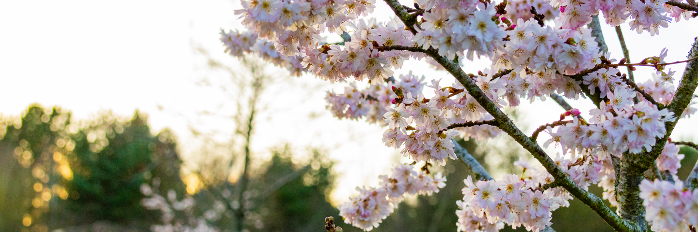 Cherry blossoms on a tree.