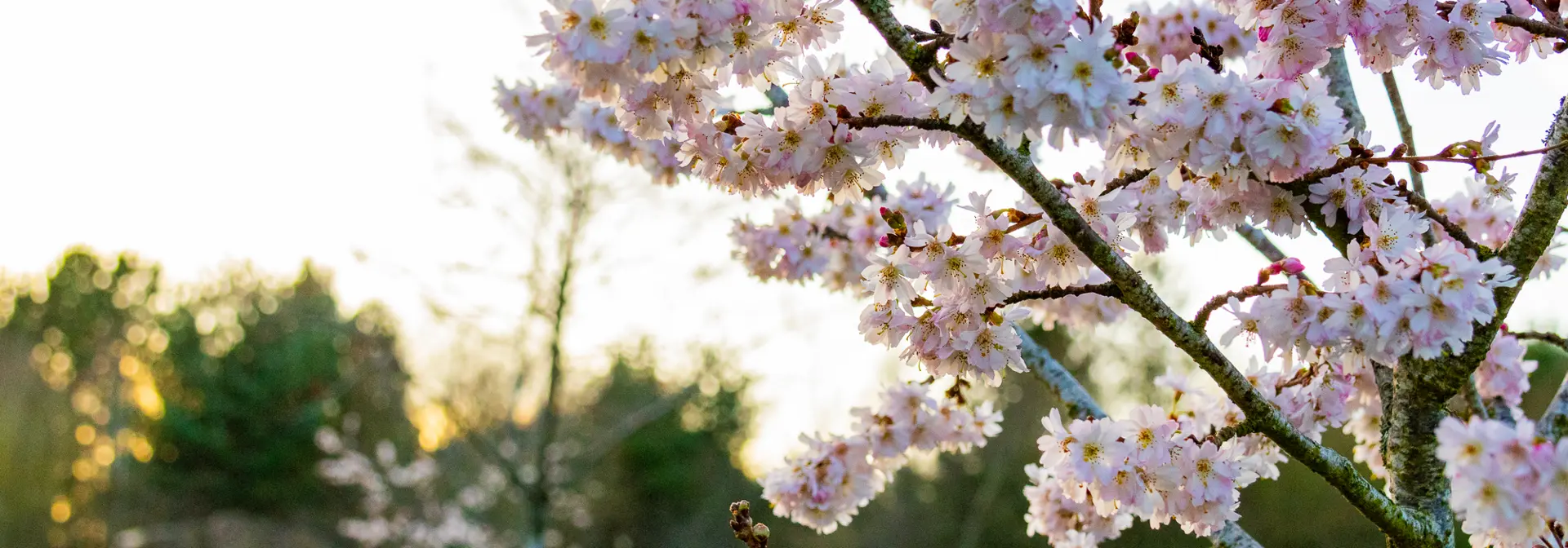 Cherry blossoms on a tree.