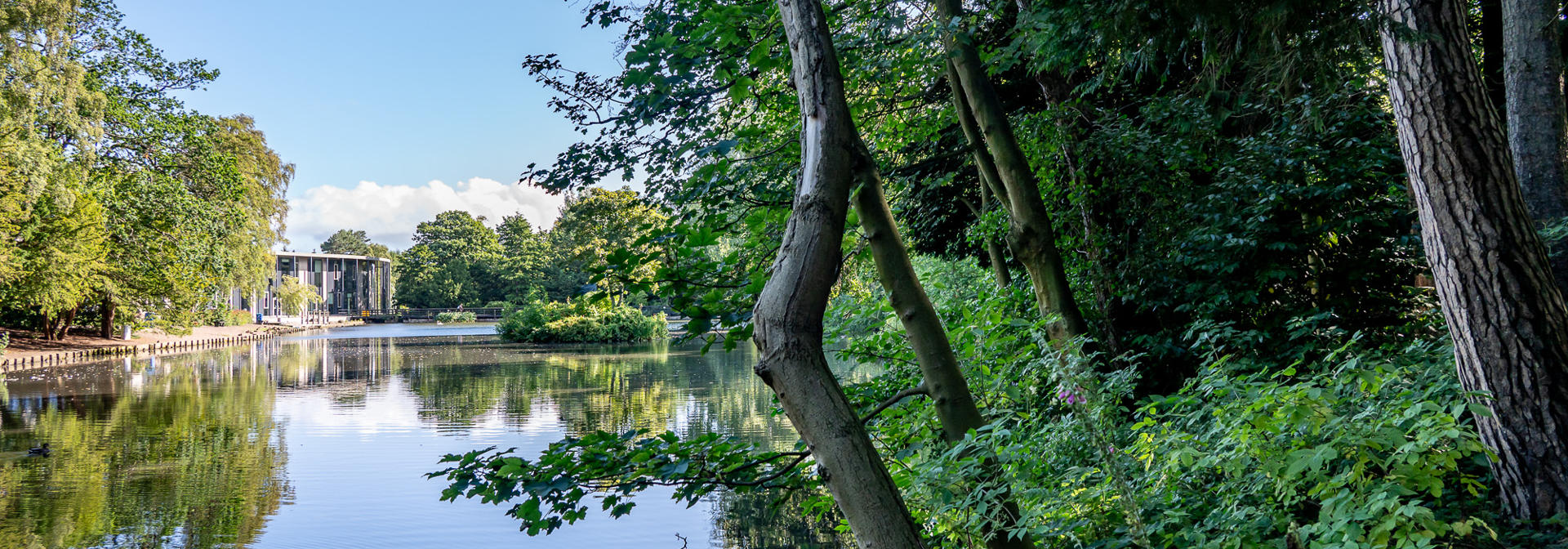 Forestry beside a loch