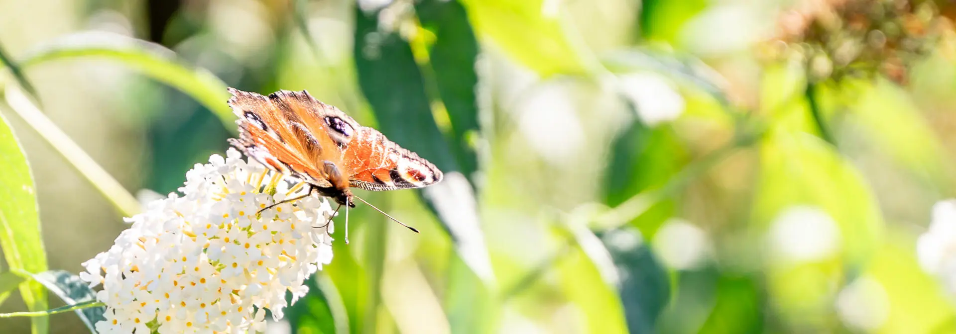 A butterfly sits atop a white flower.