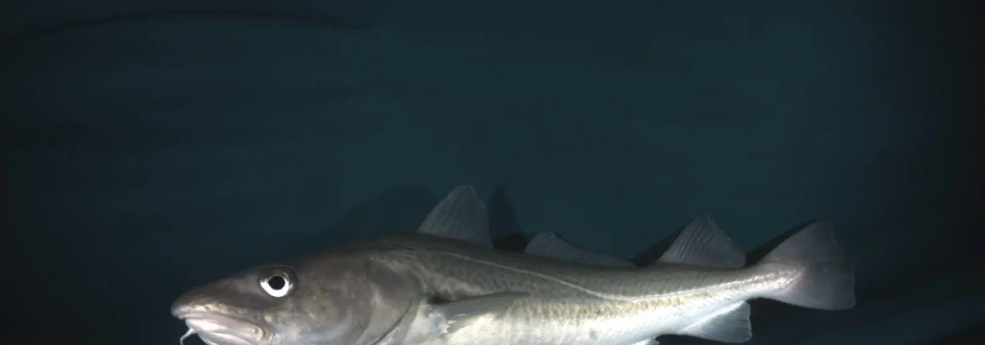 Image of a Cod fish captured inside AI fishing net 1920px