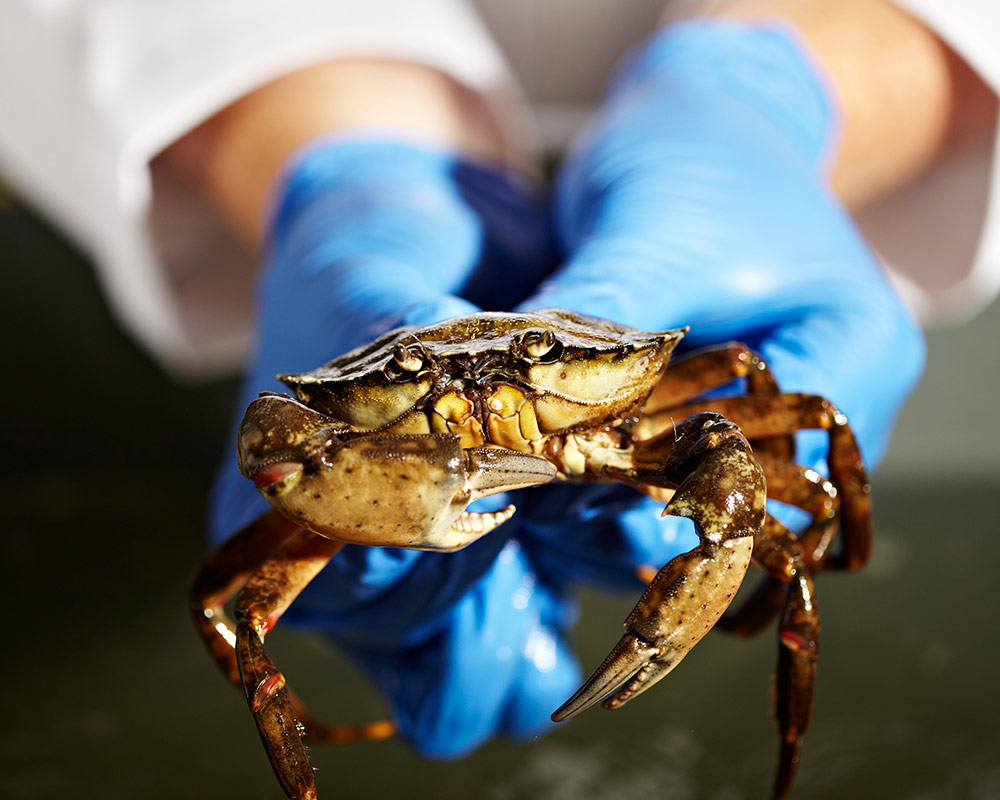 Hands holding a crab