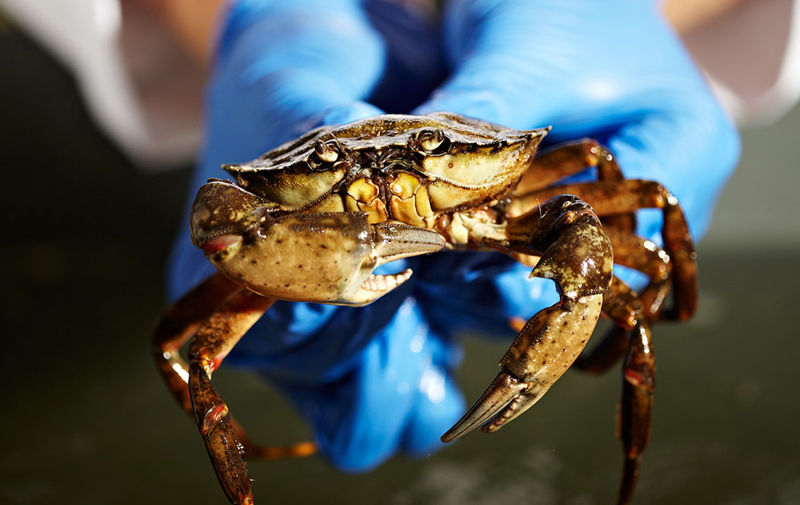 Hands holding a crab