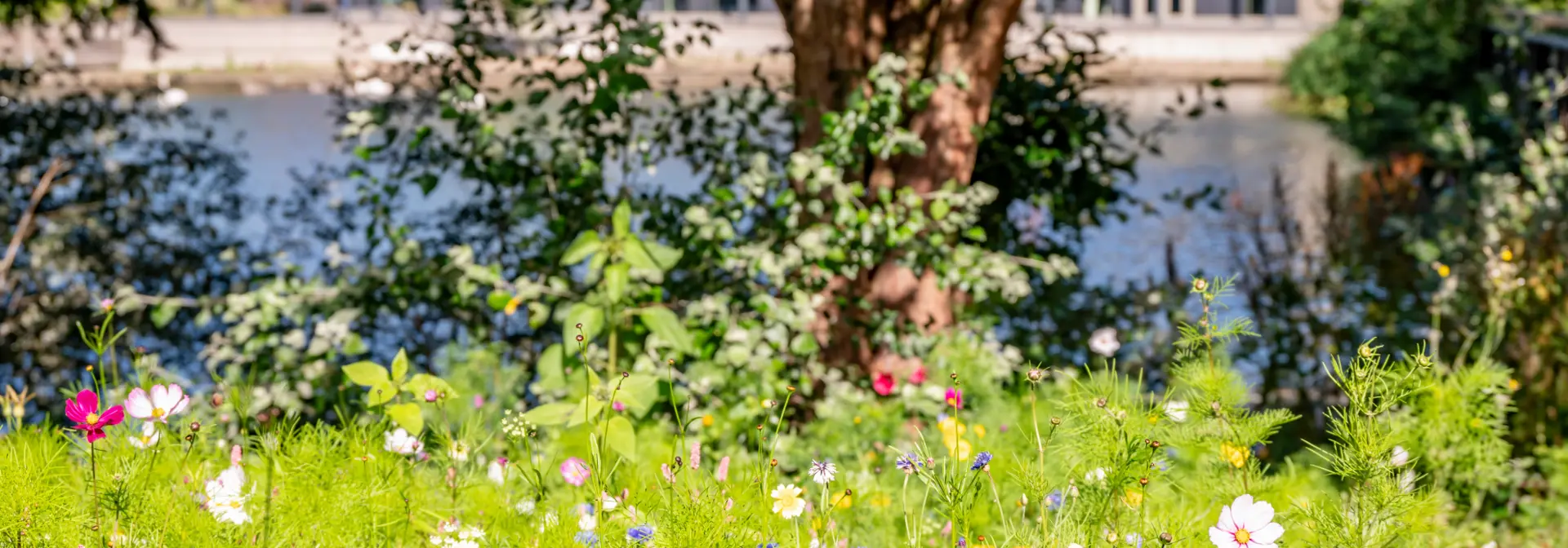 Wildflowers in summer with trees and loch in the background.