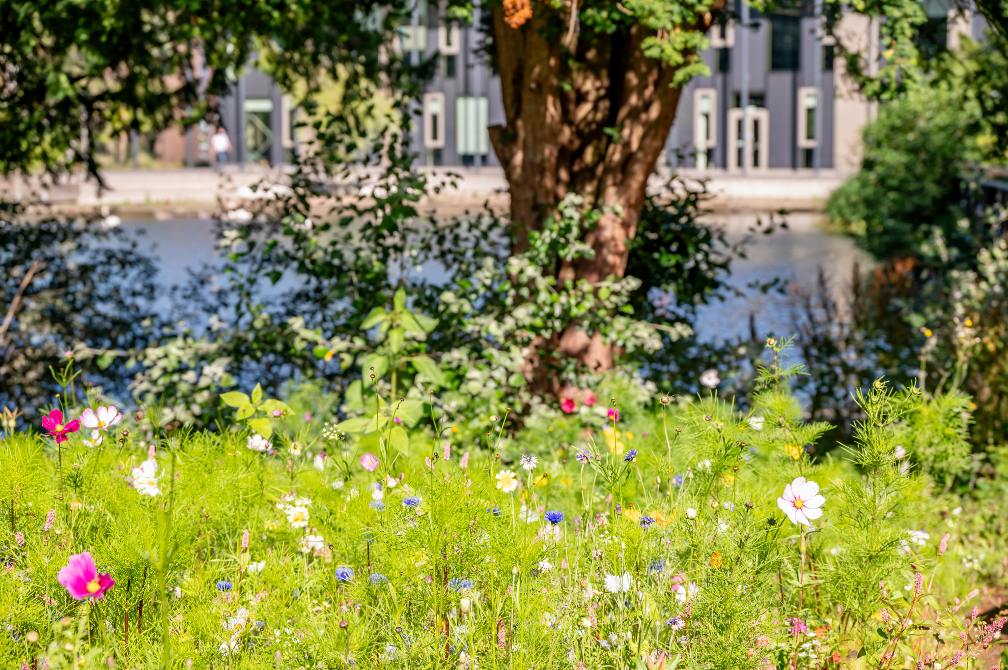 Wildflowers in summer with trees and loch in the background.