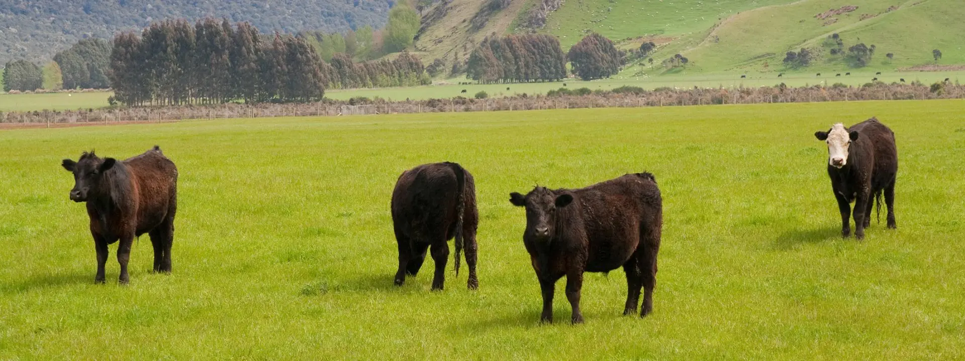 Four brown cows standing in a green field.