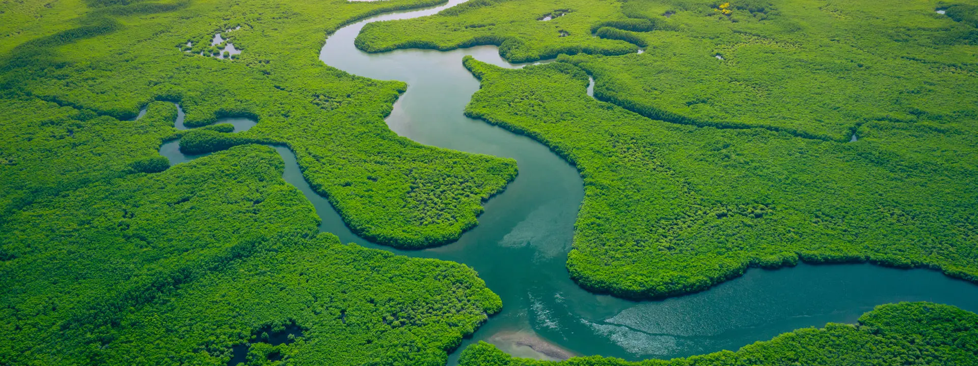 Aerial view of mangrove forest in Gambia. Photo made by drone from above.