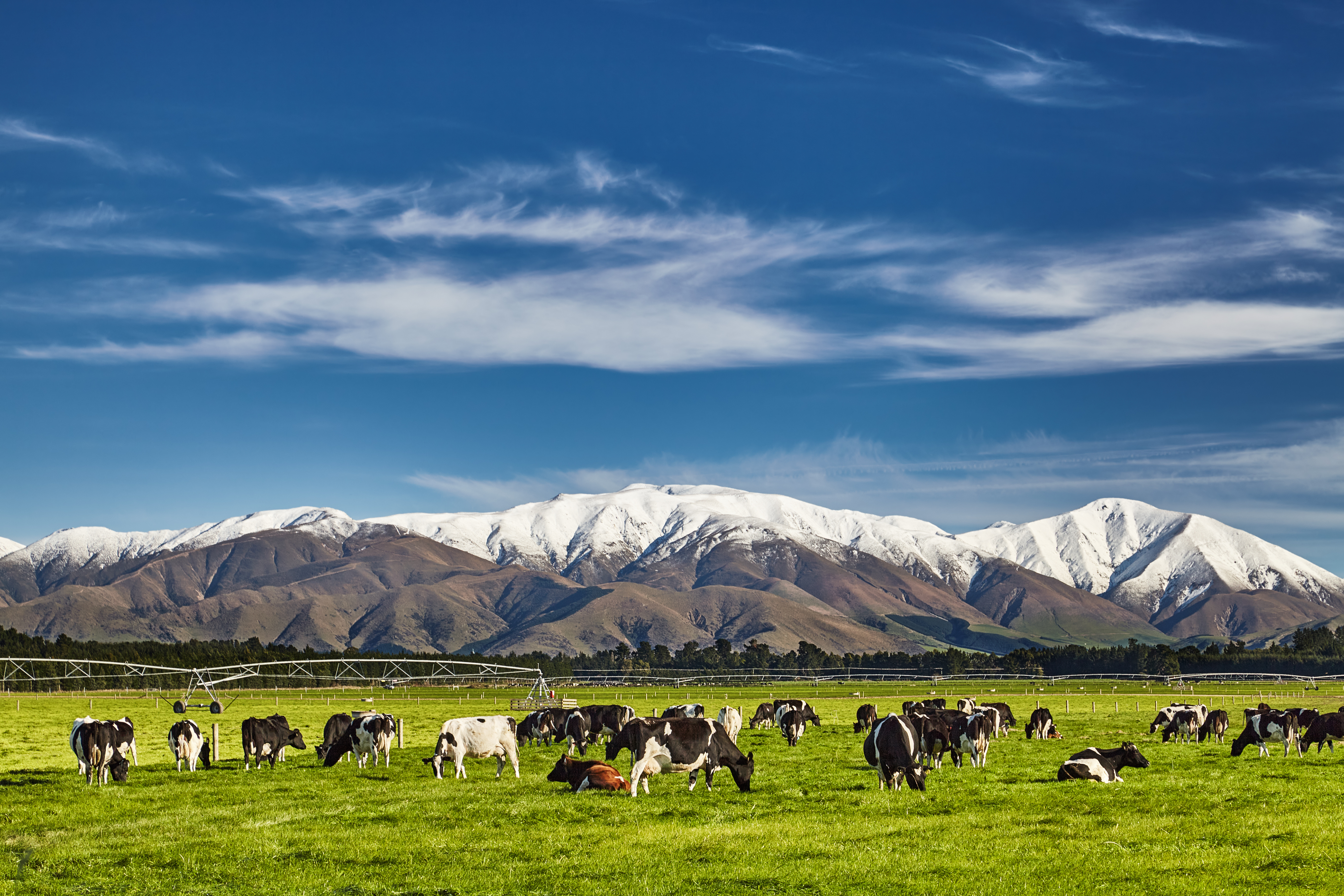 Cattle in a field in New Zealand 