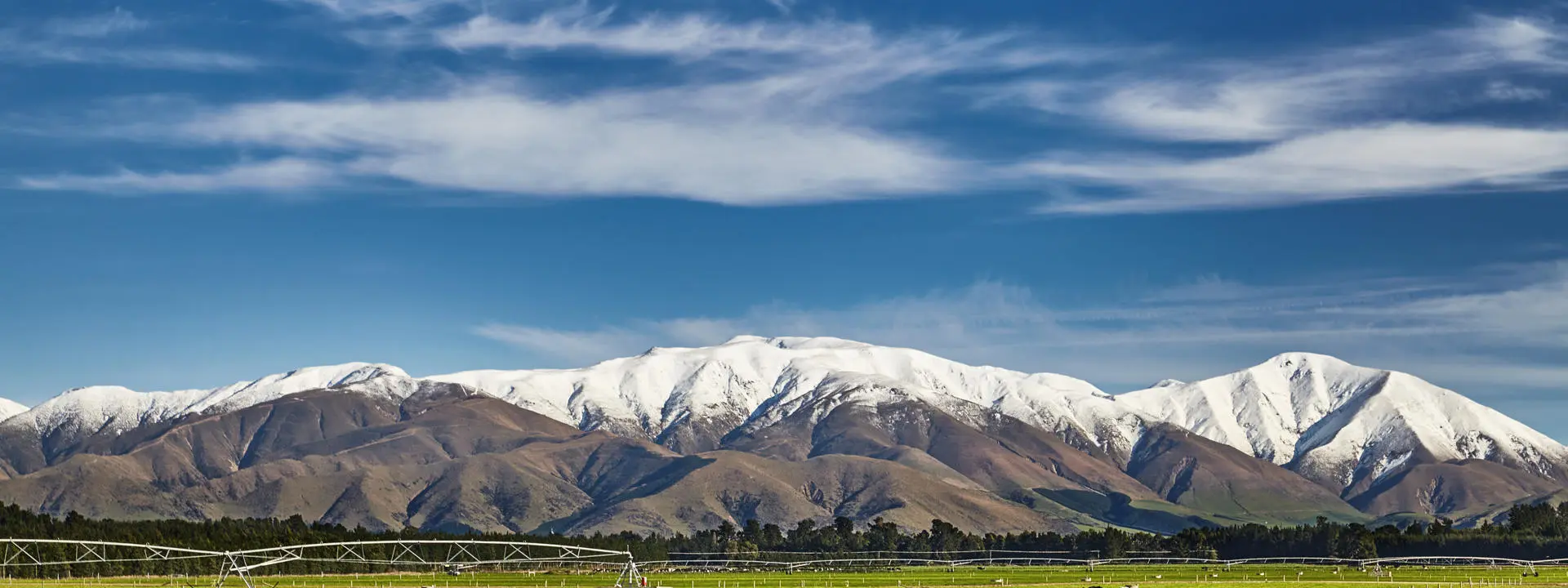 Cattle in a field in New Zealand