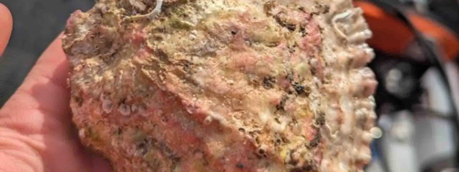 A native European oyster as big as the hand holding it