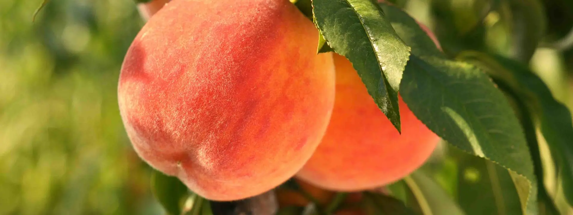 Image of a peach hanging from a tree.