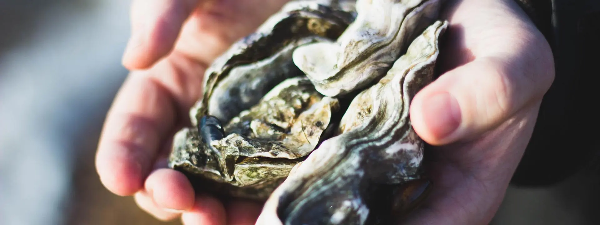 Close up of an oyster in hands