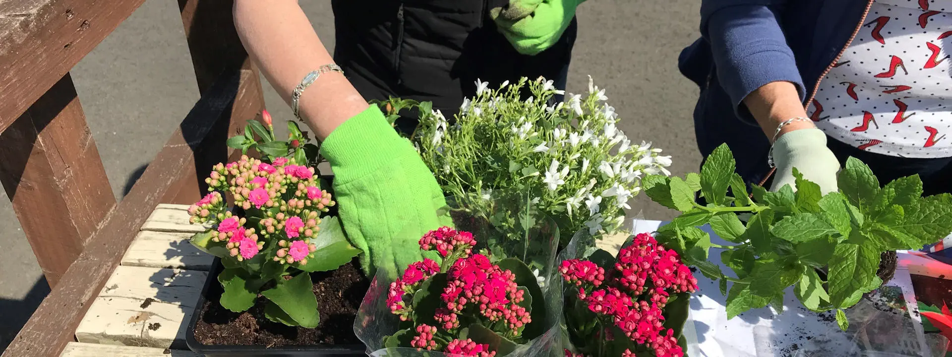 Designing table top gardens