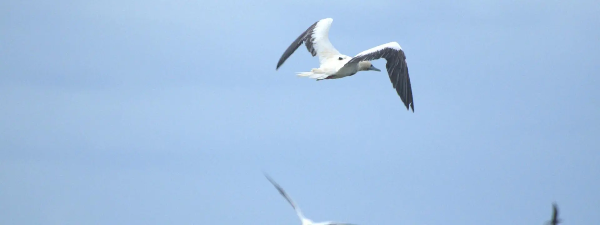 A white seabird flies across a vast blue sky